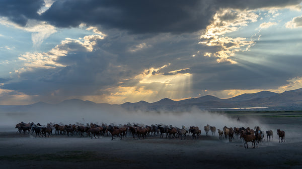 Yilki Horses of Kayseri and Their Herders - Generations In The Wild