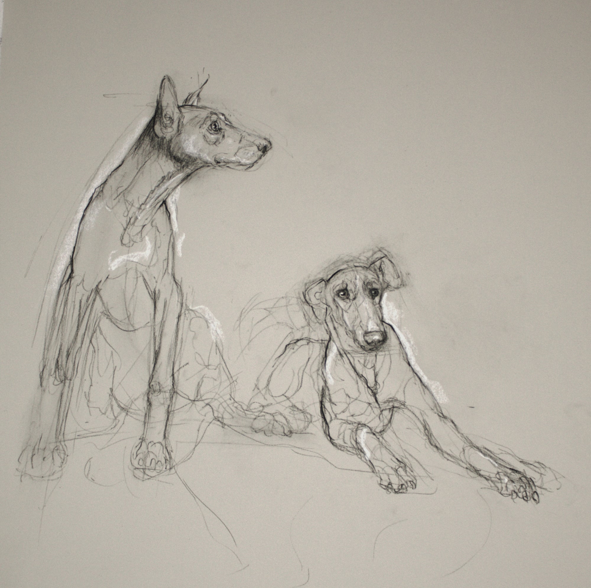 Gestured Sketch Dogs