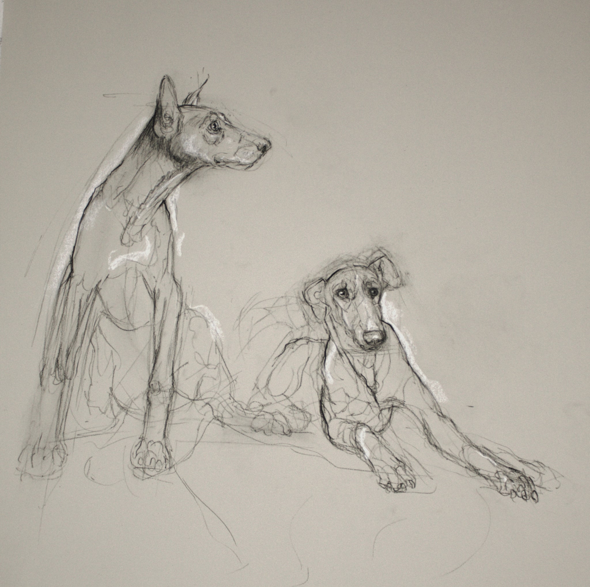 Gestured Sketch Dogs