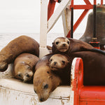 Harbor Seals