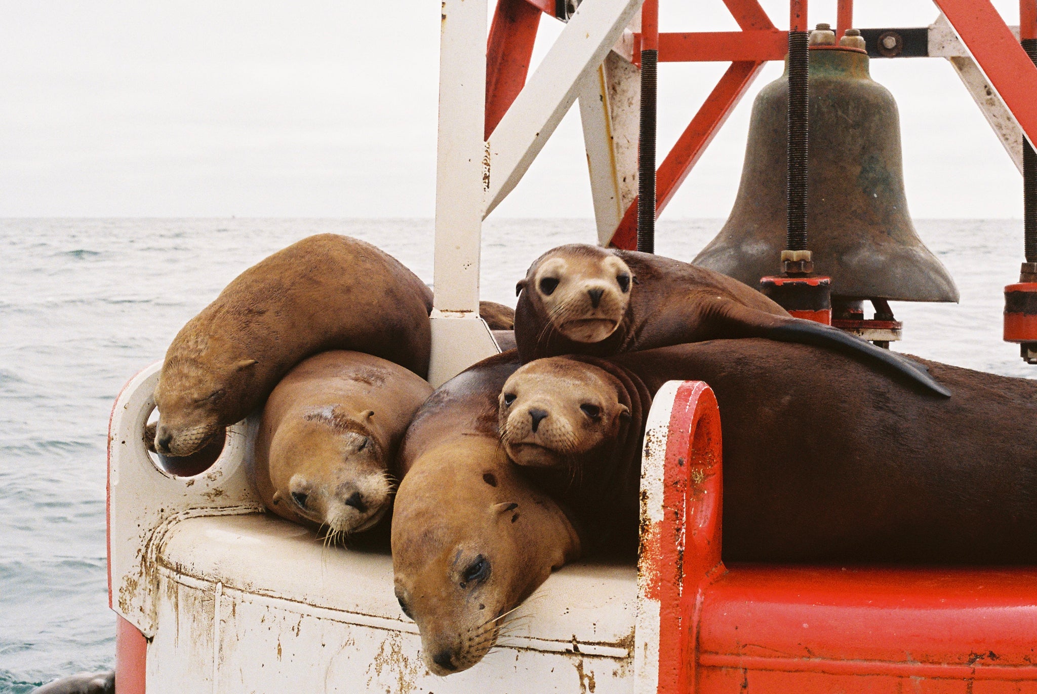 Harbor Seals