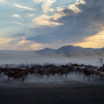 Yilki Horses of Kayseri and Their Herders - Harmony In Motion