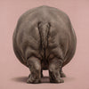 Hippopotamus Back