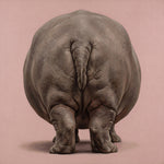 Hippopotamus Back