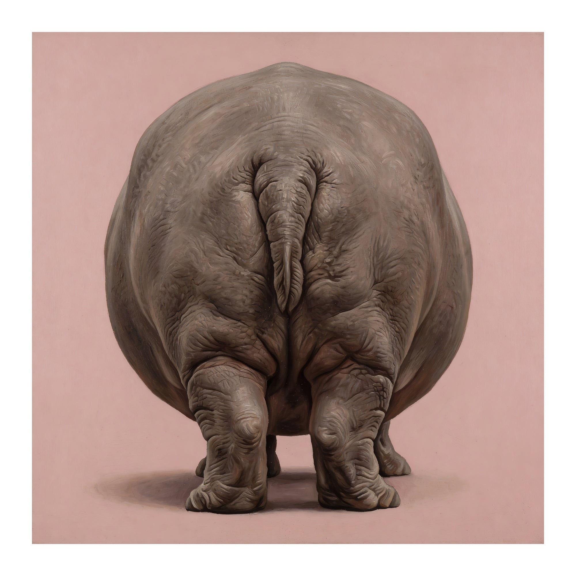 Hippopotamus Back