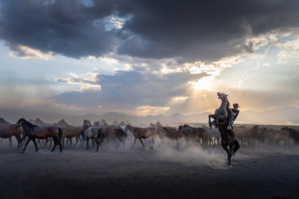 Yilki Horses of Kayseri and Their Herders - In The Heart Of The Herd