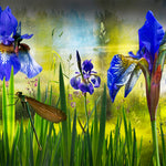 4 Iris