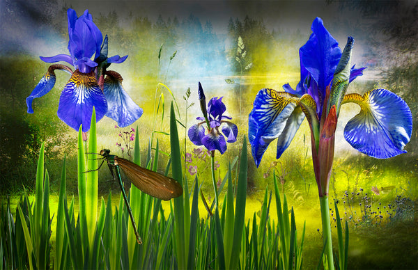 4 Iris