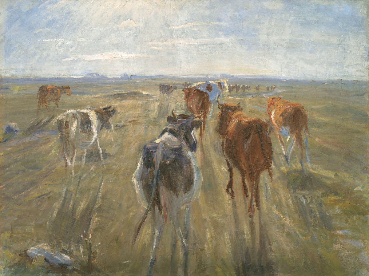 Long Shadows: Cattle on the Island of Saltholm