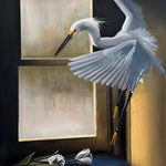 Little Egret - Clearwater