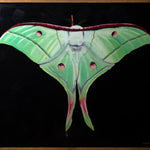 Luna Moth