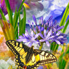 Swallowtail