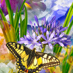 Swallowtail
