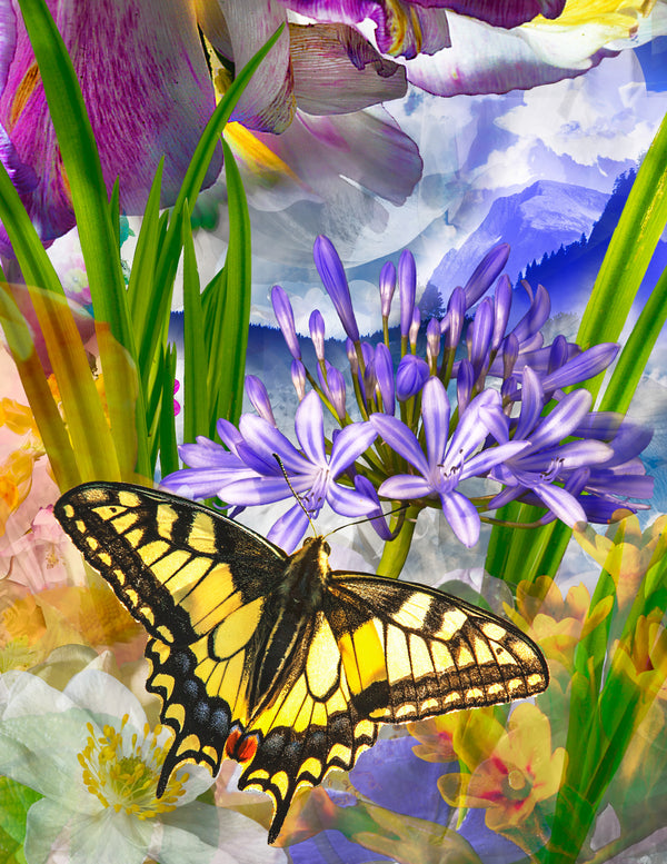 Swallowtail