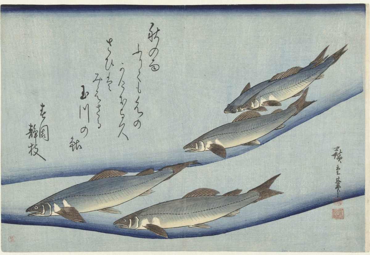Trout