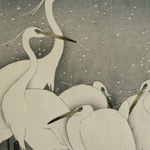 Group of Egrets in snow