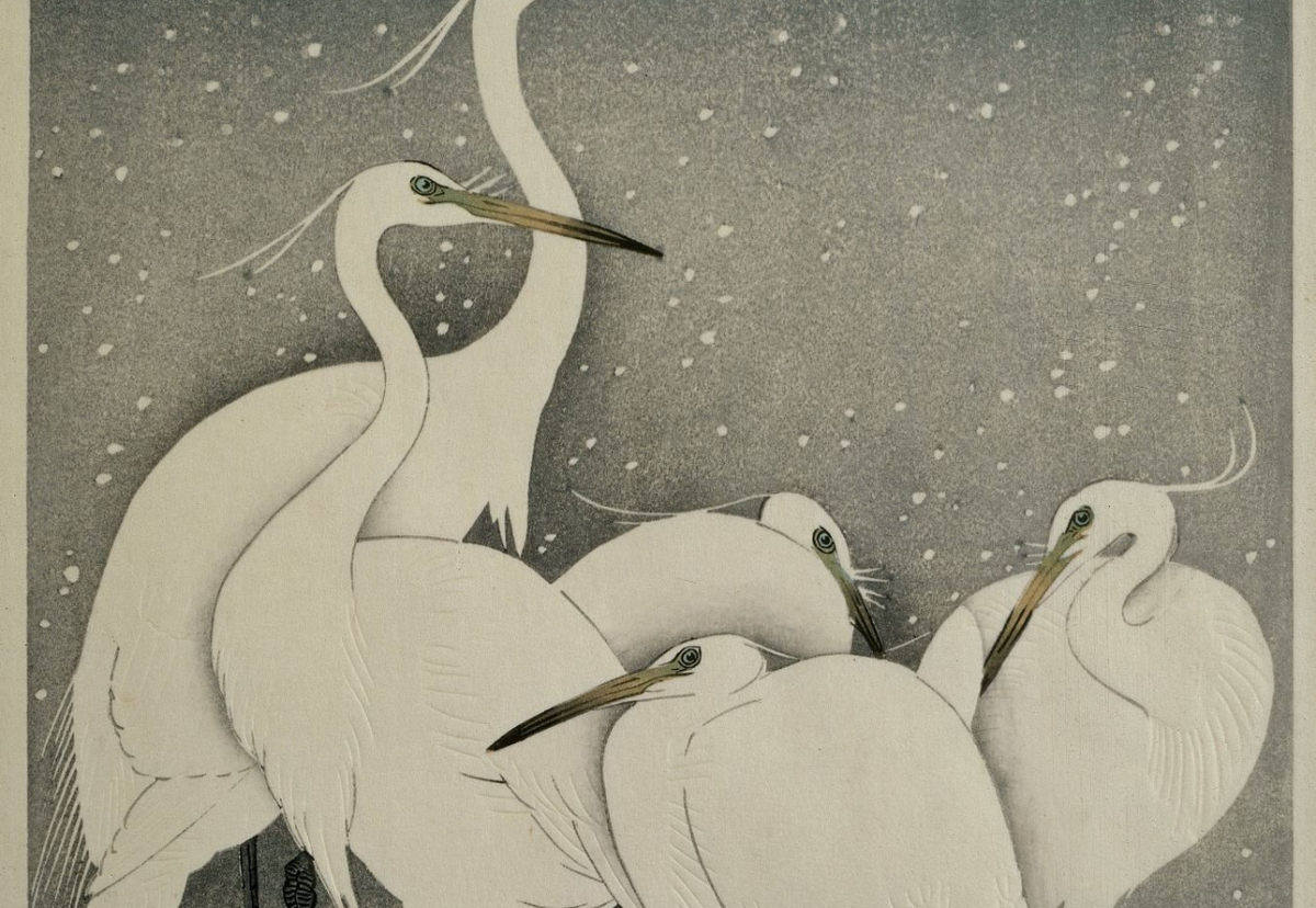Group of Egrets in snow