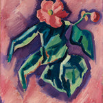 Pink Begonias