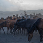 Yilki Horses of Kayseri and Their Herders - Silent Companions