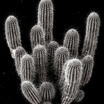 Spikes And Thorns Can't Break My Bones