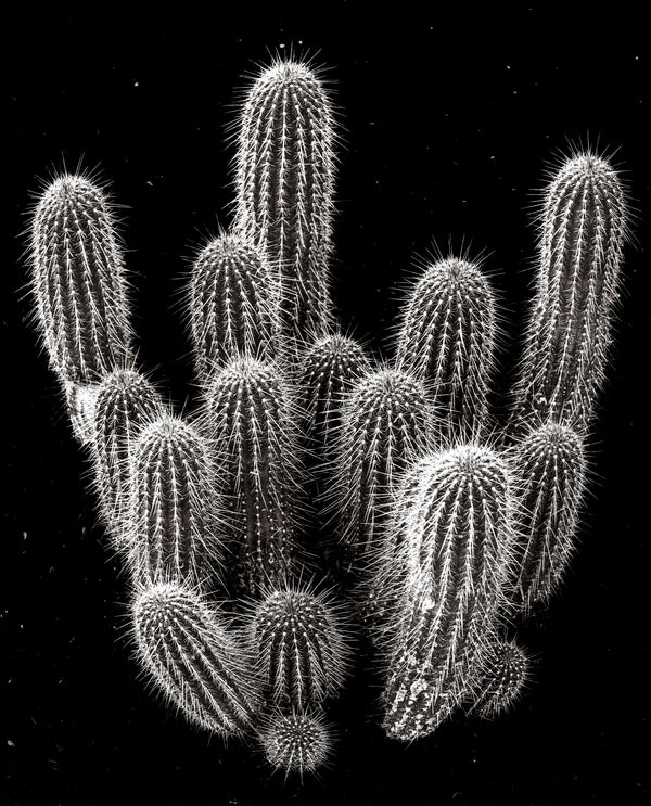 Spikes And Thorns Can't Break My Bones