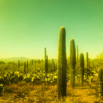 Stranger In A Strange Land