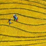 Small figure moves across a textured yellow field with colorful balloons, evoking joy, freedom, and optimism.