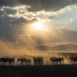 Yilki Horses of Kayseri and Their Herders - Sunset Silhouettes