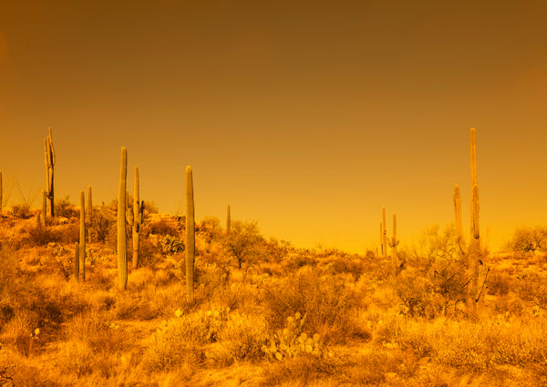 Sunshine In The Night