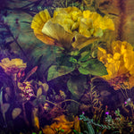 The Botanical Garden