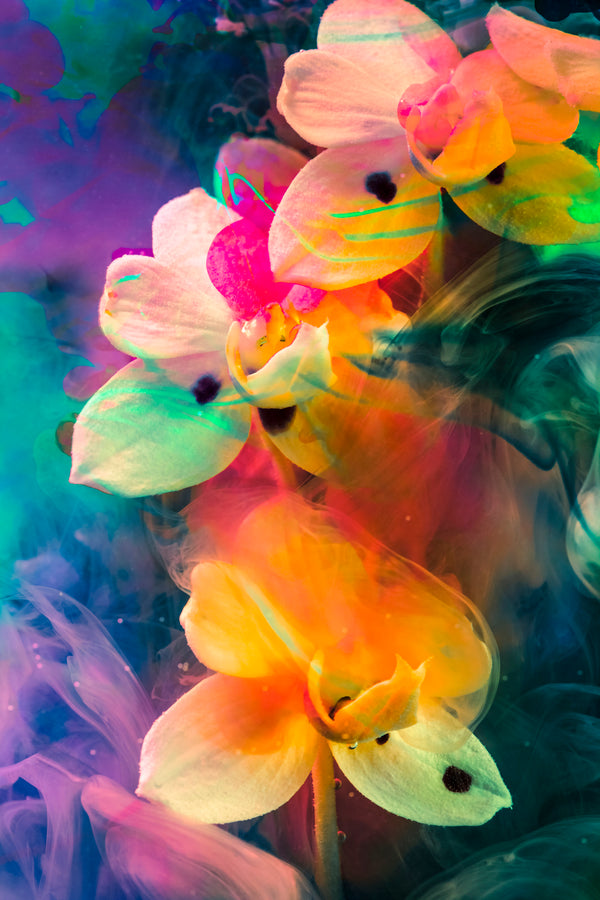 The Rainbow Connection