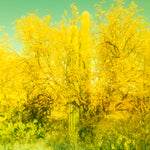 There's A Cactus In There