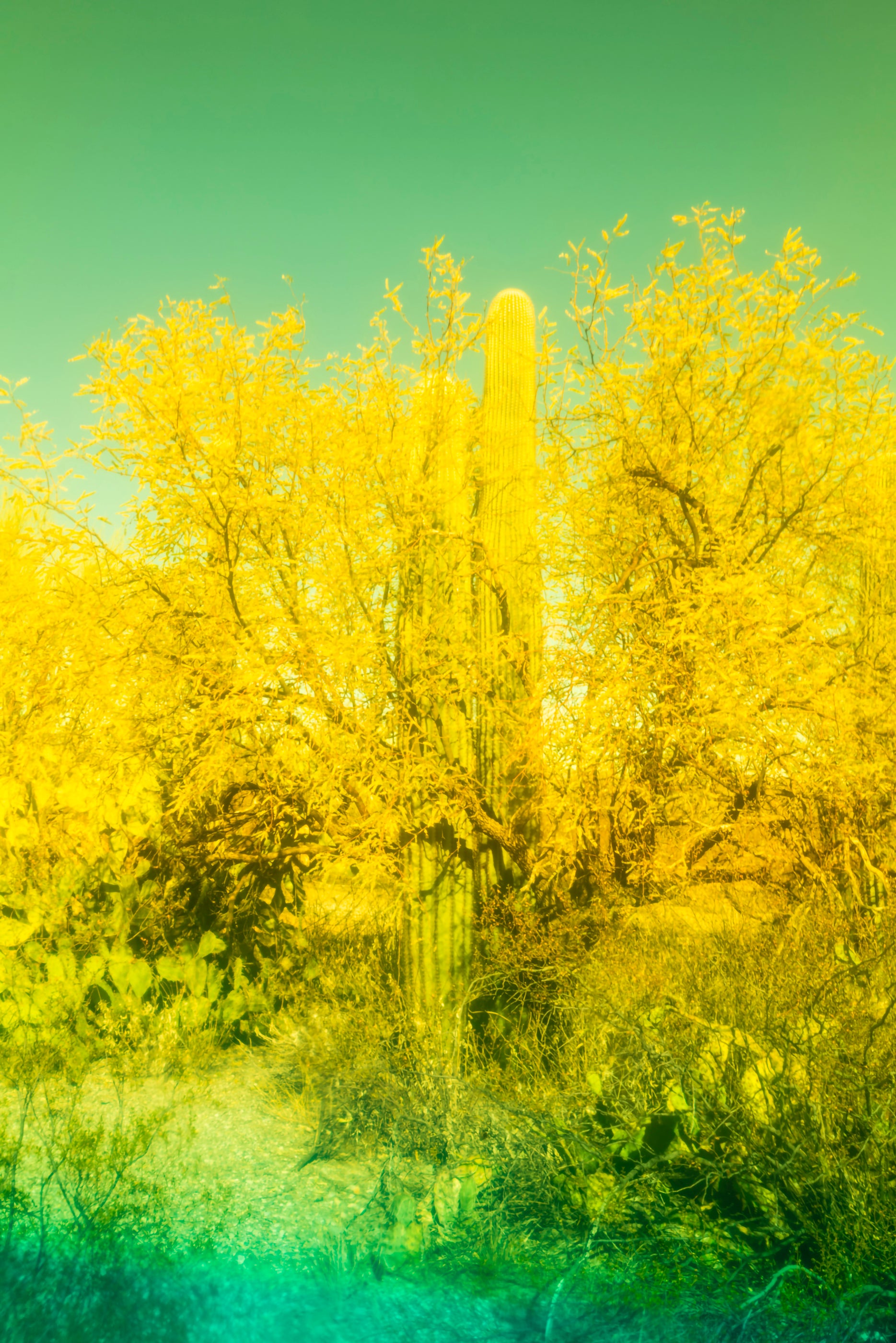 There's A Cactus In There