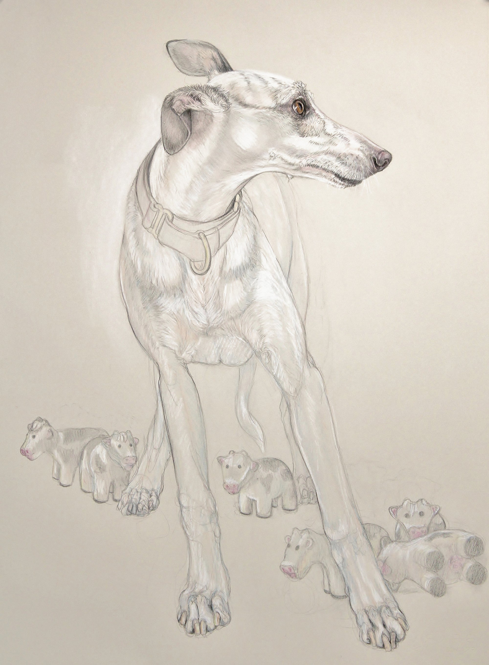 Whippet Protecting His Herd