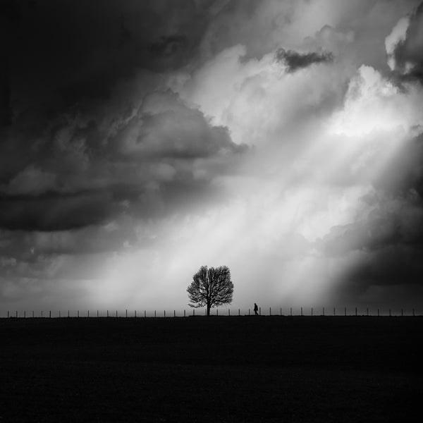Tree Of Life