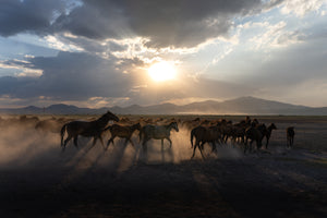 Yilki Horses of Kayseri and Their Herders - Untamed Freedom