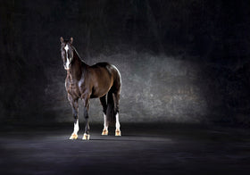 Valegro