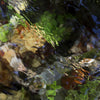 Abstract photograph of a figure in a stream with vibrant greens and warm earth tones, capturing fluid reflections, intimacy, and quiet wonder.