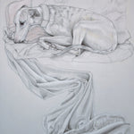 Whippet Reclining