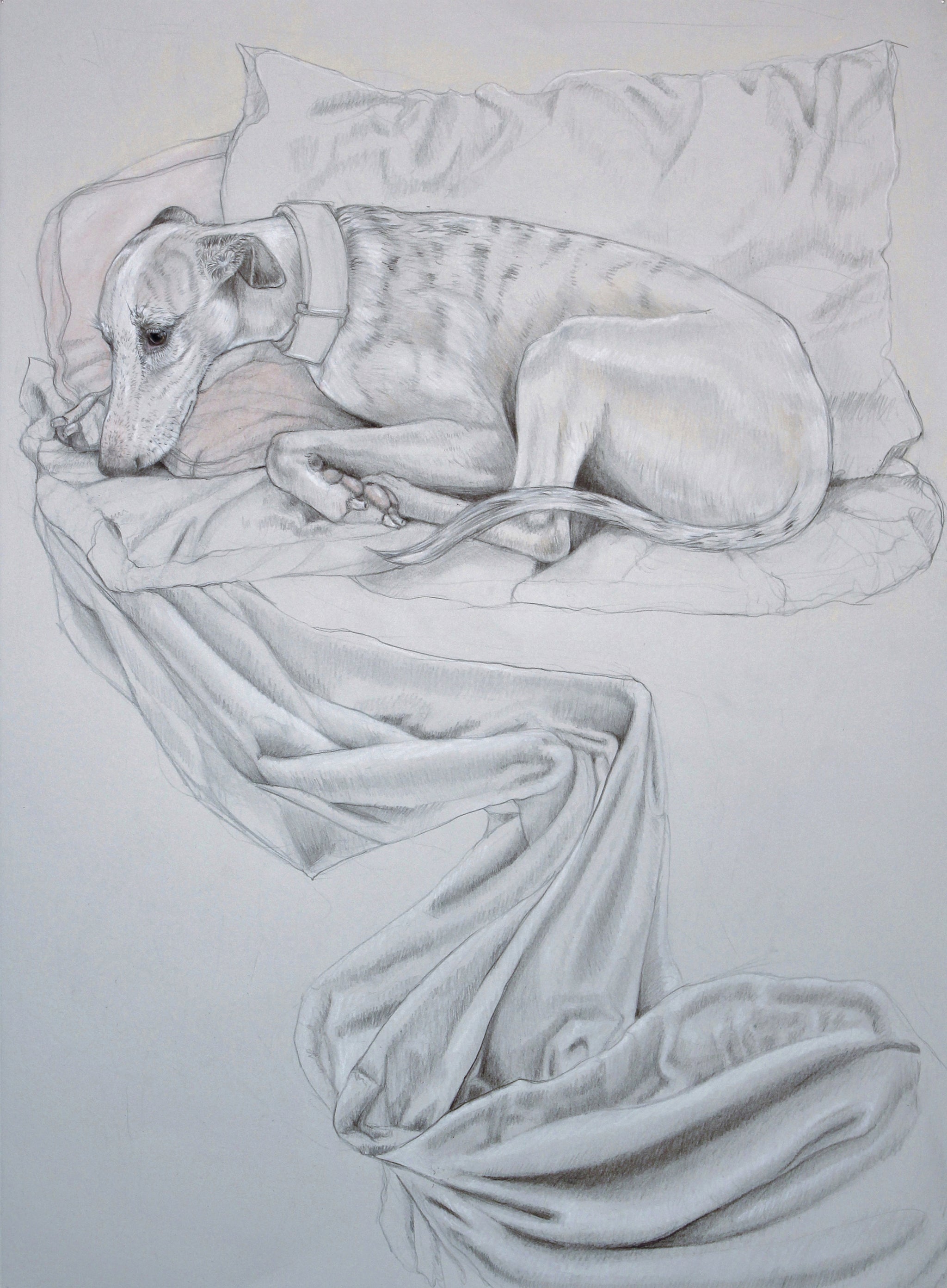 Whippet Reclining