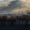 Yilki Horses of Kayseri and Their Herders - Whispers At Dusk