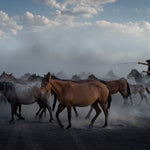 Yilki Horses of Kayseri and Their Herders - Wild Harmony