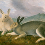 Arctic Hare