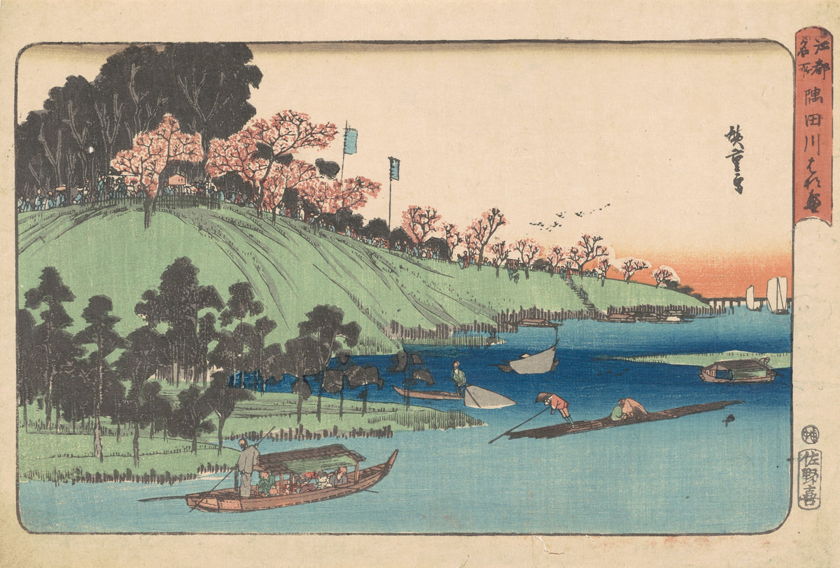 Cherry Blossoms in Full Bloom Along the Sumida River