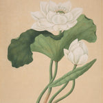 East Indian Lotus