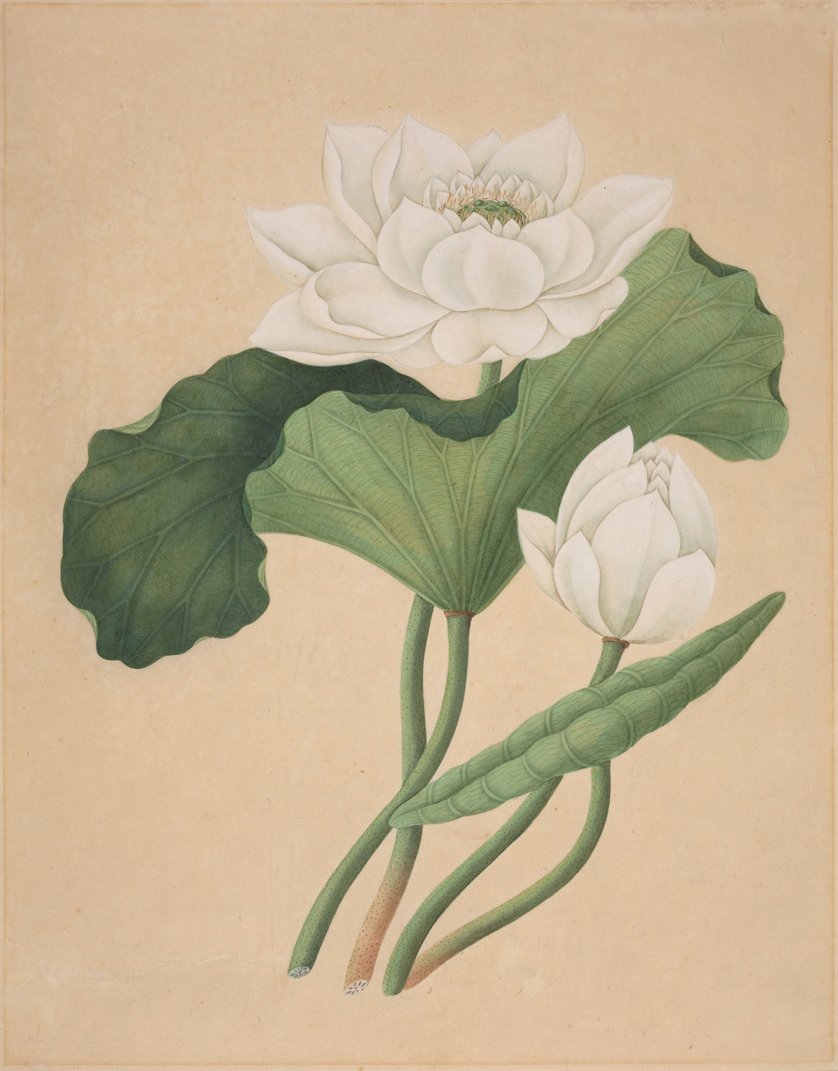 East Indian Lotus