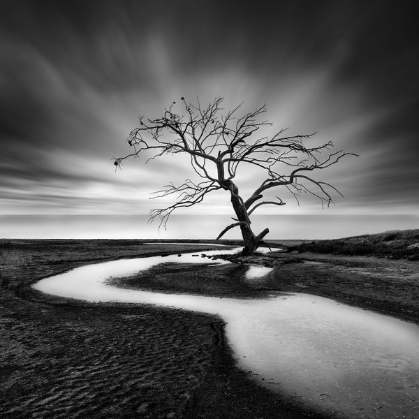 The Crying Tree