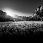 The Lonely Tree