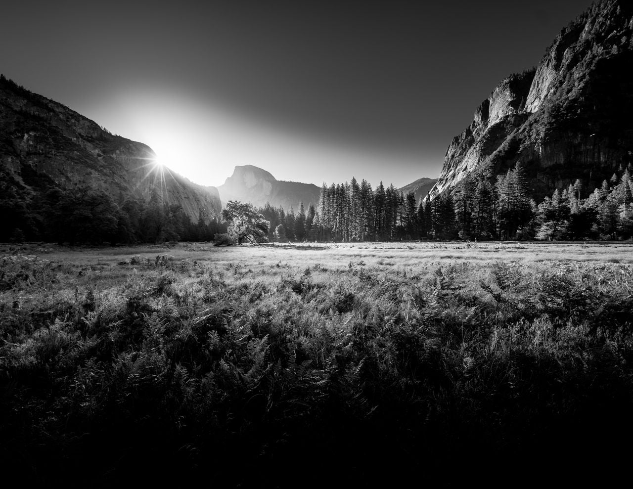 The Lonely Tree