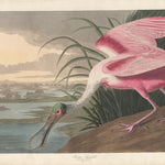 Roseate Spoonbill